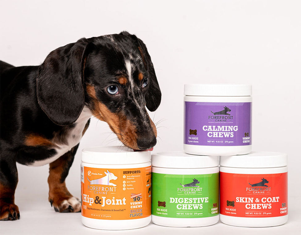 A dachshund examines the ForeFront Canine Supplements collection featuring Calming Chews, Hip and Joint Support, Digestive Chews, and Skin and Coat Chews, all formulated with premium ingredients to support canine wellness, mobility, digestive health, and appearance for dogs of all breeds and life stages.