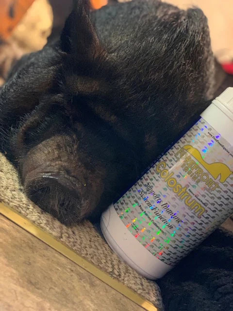 A pot-bellied pig with Forefront Equine Colostrum, premium equine immune support product verified by real customer results, natural horse health booster, trusted supplement for equine digestive and respiratory health shown in customer review