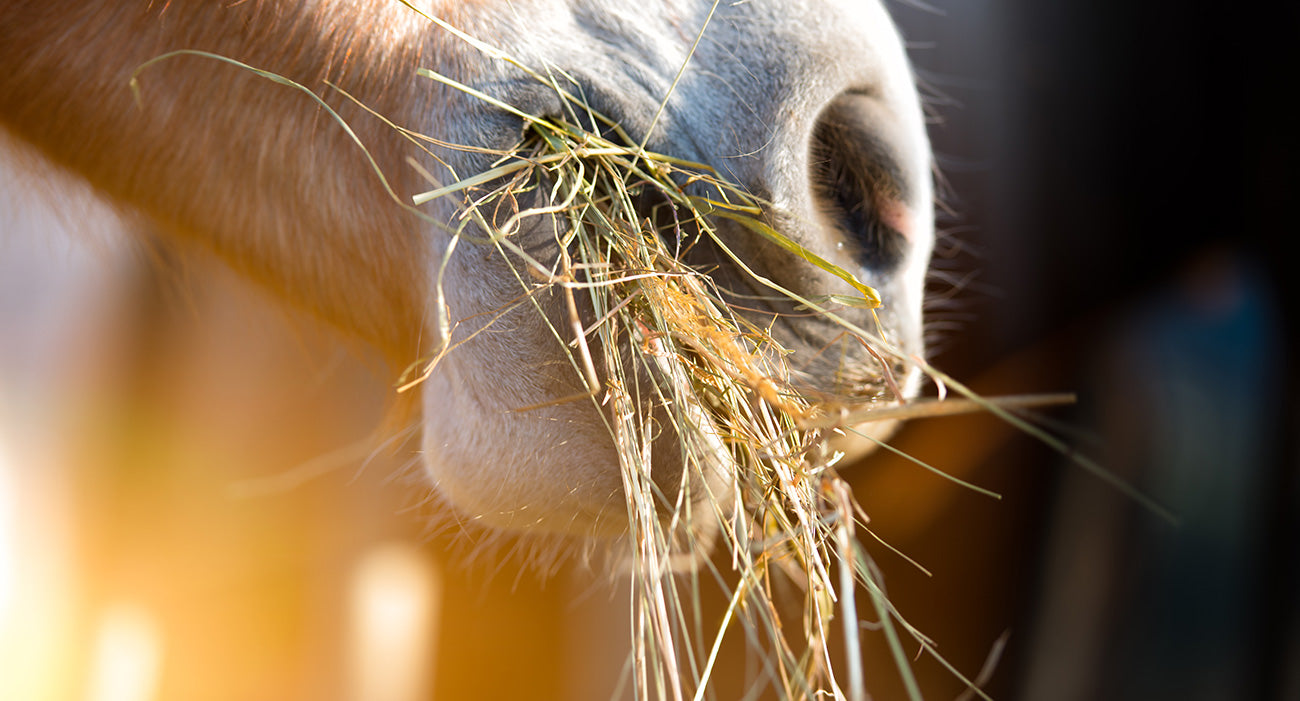 ForeDigest: Daily Digestive Support for a Healthier, Happier Horse