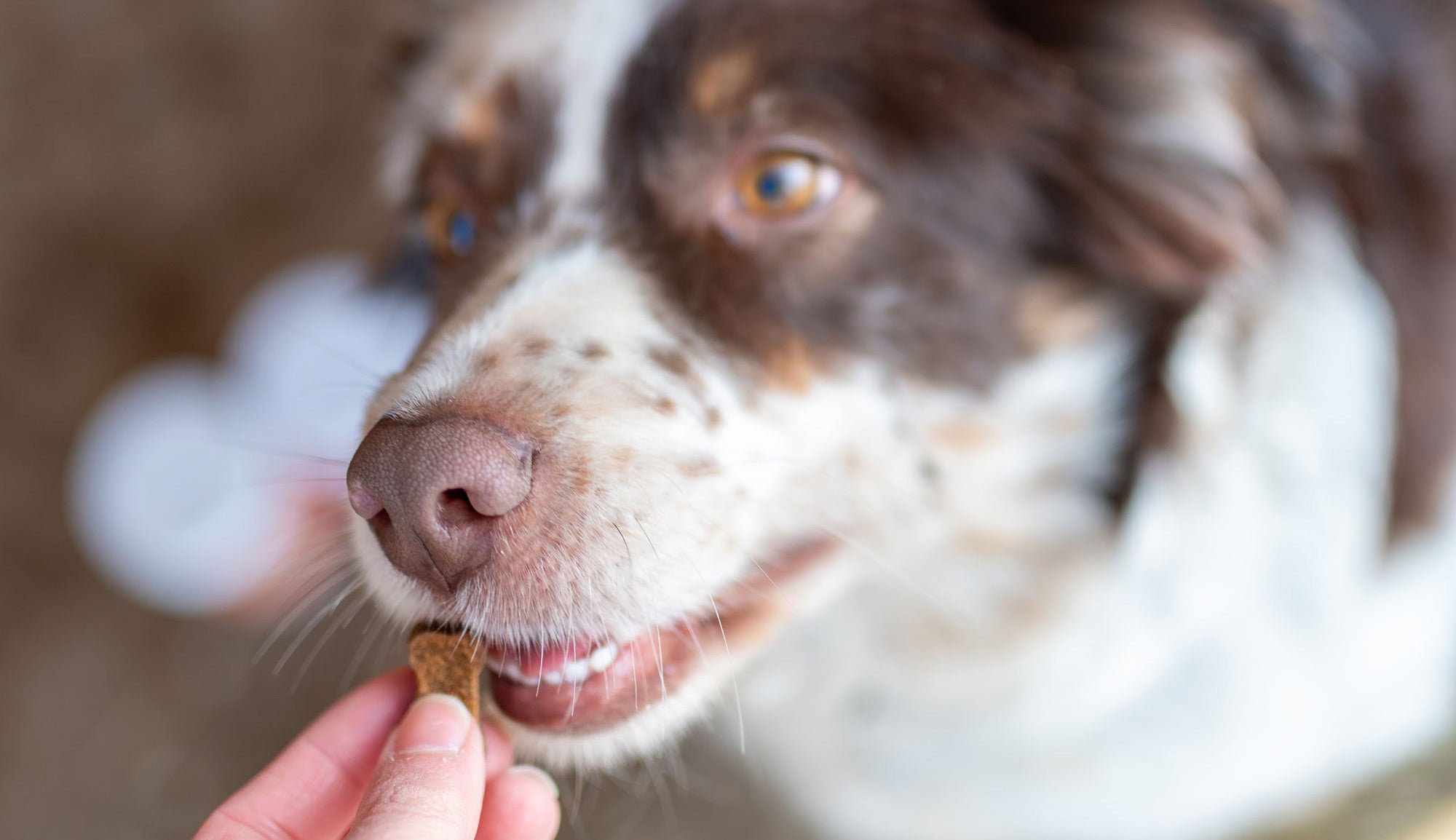 A close up view of a spotted dog receiving a ForeFront Canine supplement treat showcases the palatability and appeal of premium nutritional supplements designed to support canine immune function, joint health, and overall vitality for active and aging dogs.
